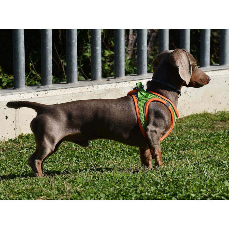 Nayeco X-TRM Neo Verde arn&eacute;s para perros, , large Imagen numero 3